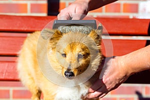 Brush grooming on a shetland sheepdog