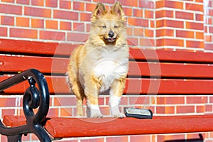 Brush grooming on a shetland sheepdog