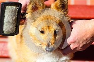 Brush grooming on a shetland sheepdog