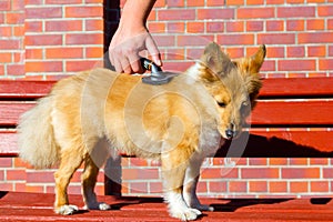 Brush grooming on a shetland sheepdog