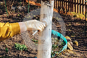 Brush in hand whitens the trunk of a fruit tree