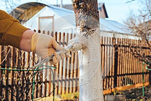 Brush in hand whitens the trunk of a fruit tree