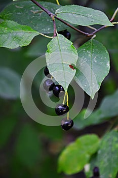 A brush with mature black shiny berries of common cherry Latin Prunus padus, `plum from the Po river`, . The spider is located