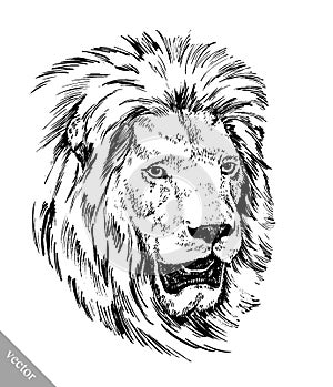 Brush painting ink draw isolated lion illustration