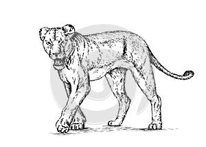Brush painting ink draw isolated lion illustration
