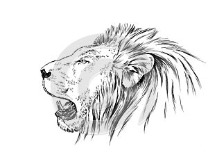 Brush painting ink draw isolated lion illustration