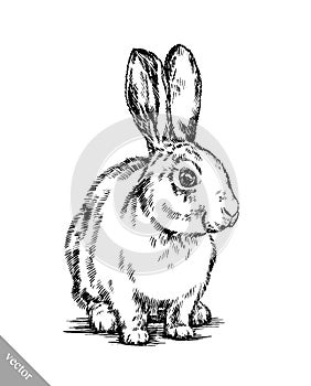 Brush painting ink draw isolated rabbit illustration