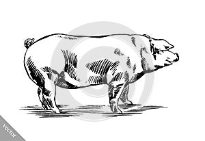 Brush painting ink draw pig illustration