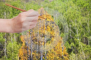 Brush paints yellow autumn birch in green grove