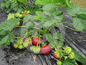 Brush the red ripe strawberry on a background of green leaves