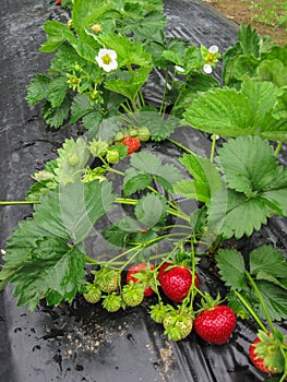 Brush the red ripe strawberry on a background of green leaves