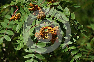 Brush with ripe berries of red mountain ash on a branch with oblong green leaves