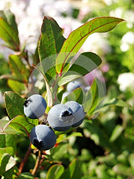 A brush of ripe blueberries on a bush branch among green leaves.
