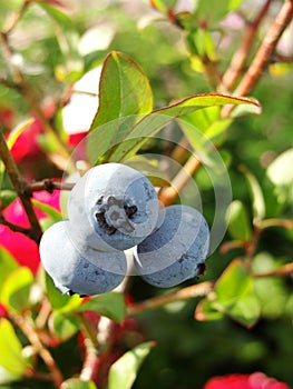 A brush of ripe blueberries on a bush branch among green leaves.