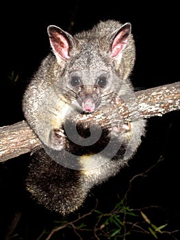 Brush tail possum