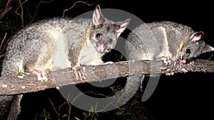 Brush tail possum