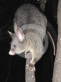 Brush tail possum