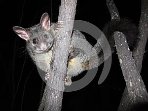 Brush tail possum