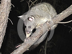 Brush tail possum