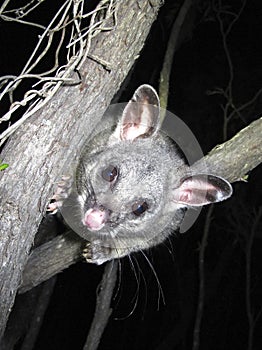 Brush tail possum