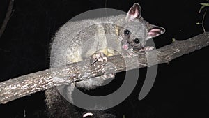 Brush tail possum
