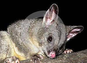 Brush tail possum