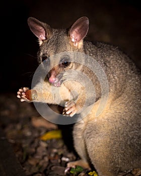 Brush-tail possum
