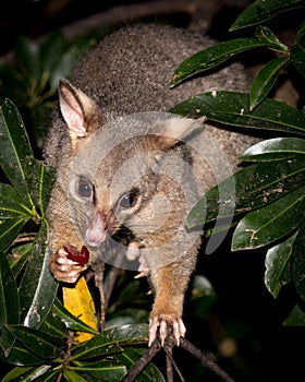 Brush-tail possum