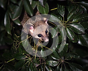 Brush-tail possum