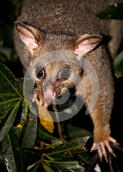 Brush-tail possum