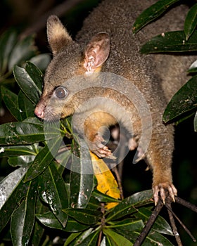 Brush-tail possum