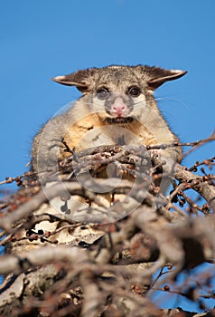 Brush tail possum in tree