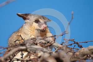 Brush tail possum in tree