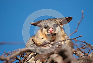 Brush tail possum in tree