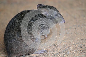 Brush-tailed bettong