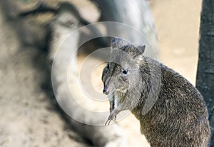 Brush-tailed bettong. Animal in close-up