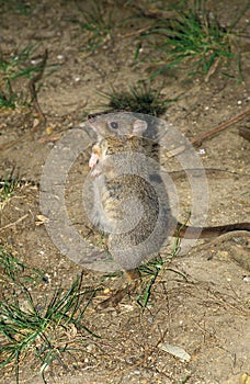 BRUSH TAILED BETTONG bettongia penicillata, ADULT STANDING ON HIND LEGS, AUSTRALIA