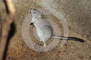 Brush-tailed bettong