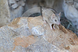 Brush-tailed marsupial rat