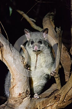 The brush-tailed possum in Australia looking with interest in the night from the tree.