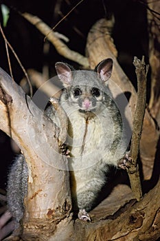 The brush-tailed possum in Australia looking with interest in the night from the tree.