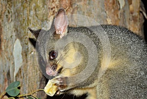 Brush-tailed possum eats a banana