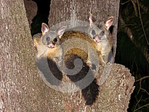 Brush-tailed Possum in New South Wales, Australia