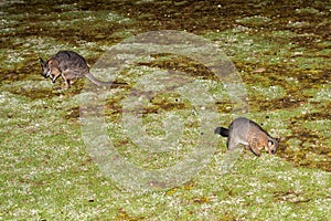 Brush tailed possum raccoon and wallaby in Kangaroo Island