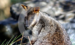 Brush-Tailed Rock Wallaby, Australia photo