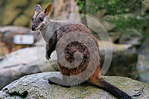 Brush tailed rock-wallaby or small eared rock wallaby Petrogale penicillata in NSW Australia photo