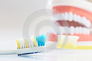 Brush teeth and Demonstration Teeth Model