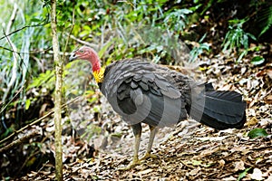 Brush Turkey