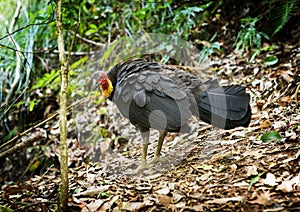 Brush Turkey