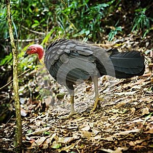 Brush Turkey